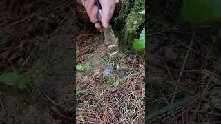 The process of digging Cordyceps sinensis [upl. by Gnod254]