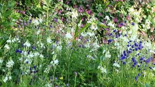 What3Plants 7 Camassia leichtlinii Alba Geranium phaeum Aquilegia vulgaris [upl. by Jewell]