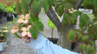 Dogwood Cornus ko Satomi at Northwest Nurseries [upl. by Lagasse667]