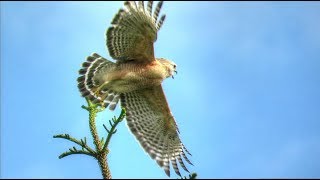 Red Shouldered Hawk Calling [upl. by Colley]