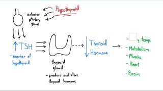 Synthroid Explained in 4 Minutes [upl. by Kellsie355]