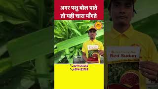 सूडान सॉरघूम चारा  Best feed for cattel  reel agriculture animalfeed shortsvideo [upl. by Bully438]