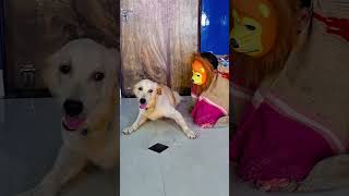 मेरा डॉग शेर से डर गया😭funnydogs shorts [upl. by Niarbo]