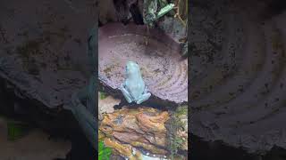 Dumpy tree frog pee pee [upl. by Perry]