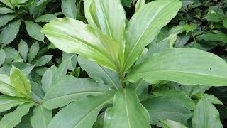 Insulin Plant  Medicinal plant for diabetes treatment [upl. by Pittel]