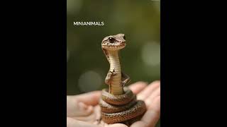 OMG 😰 Just Wait for It😳 The Smallest COBRA You Could Ever Imagine😂 animals petlovers pet [upl. by Asselam]