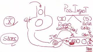 8 RM19 1V D A 2 GASTROENTEROLOG A ESOFAGO DE BARRET [upl. by Harsho]