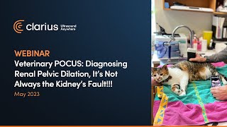 Veterinary POCUS Diagnosing Renal Pelvic Dilation It’s Not Always the Kidney’s Fault [upl. by Nira]