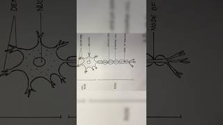 Neuron diagram  how to draw neuron  shorts [upl. by Ermanno]