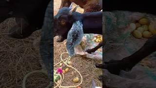 Goats eating proteinous fruits 🍑 🍑 My Goats eating Chabhar 🐐🐐 [upl. by Mathilda298]