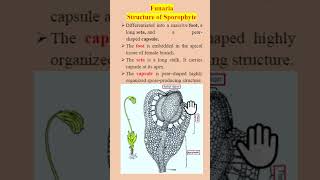 Funaria sporophyte structure bscbotany bryophytes bryophyta 1stsemester botany [upl. by Marx]