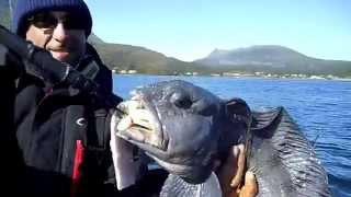 Wolfish fishing in North Norway [upl. by Drhacir]