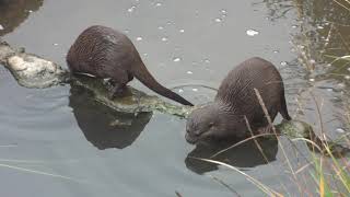 Zwei Zwergotter beim Schlemmen im Zolli Basel  Aonyx cinereus  Asian small clawed otter [upl. by Ludwigg]