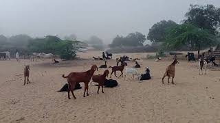 Morning Time Camel Walking Cows eating Grass ontherground fypシ゚viral villgelife [upl. by Curtice]