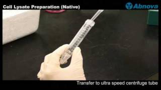 Cell Lysate Preparation Native [upl. by Juieta]