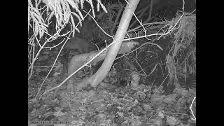 Masked Palm Civet Roaming Caught on Trailcam at Midnight in Early Winter [upl. by Sidonius802]