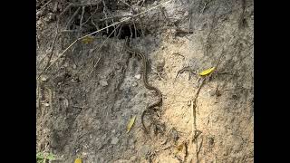 Garter Snake on a Freshly Cut Bank [upl. by Mientao]