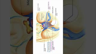 Communications between basilar plexus and internal vertebral venous plexus shorts [upl. by Falcone534]