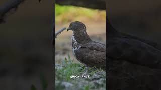 मधुमक्खियों का दुश्मन honey buzzard by Quick Fact shorts [upl. by Fay]