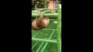 Baby sloth makes cutest noises while exercising [upl. by Eizle]