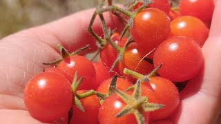 CAVE LIFE  wild tomatoes [upl. by Nosemaj]