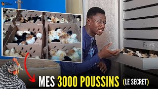 MON SECRET jobtiens 3000 POUSSINS par MOIS avec LE POULET GOLIATH élevage du poulet local [upl. by Rehpotsrhc722]