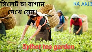 Sylhet tea garden🌿সিলেট চা বাগান🫡 [upl. by Wilonah]