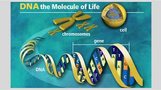 NFXF Webinar Fragile X Genetics  Mosaicism [upl. by Byron]