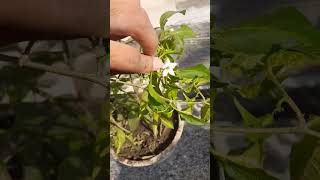 Kitchen Garden ki Green Chill 😱🔥 From a seed to Plant [upl. by Goff]