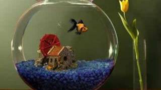 Goldfish Aquarium demo fishbowl with toy 2 [upl. by Rodablas109]