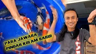 IKAN KOI SUPER PINDAH TEMPAT SUPAYA DAPAT SINAR MATAHARI [upl. by Bruckner]