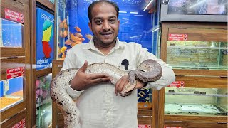 Red Tail Boa King Snake Red Blood Python at Karnataka Aquarium [upl. by Anen96]