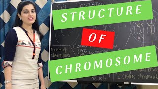 Structure of Chromosome Class 10 ICSE Biology  Cell Division Cell Cycle Chapter [upl. by Atiana]