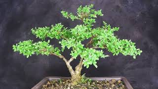 Bonsai Spirea Zeitraffer Timelapse [upl. by Auliffe]