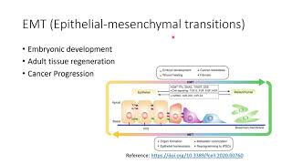 Cancer EMT EpithelialMesenchymal Transitions Epigenetic Priming Code 79 [upl. by Rolanda]