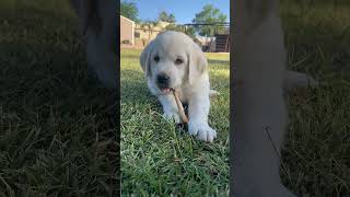 These Pups Love Being Outside 🌞 🥰 puppy dog labrador [upl. by Ainslie]