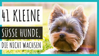 41 kleine süße Hunde die nicht wachsen  Mit Bildern 2023 [upl. by Ridan]