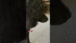 Frannie the standard poodle [upl. by Bee]