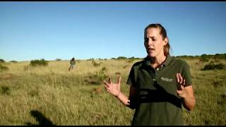 Amakhala Game Reserve  Reserve Vegetation Survey with Head Ecologist [upl. by Raji273]