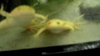 My African clawed frogs [upl. by Alehs683]