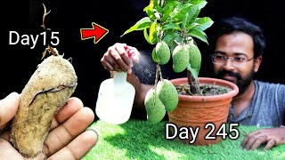 How to grow mango tree from seed at home by grafting  गमले में आम उगाएं  Mango Bonsai [upl. by Yolanda461]