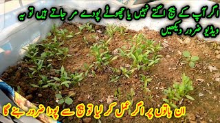 seeds germination tips  Ap k beej germinate kiu nahi hote  Beej se pode niklte he poda mar jata ha [upl. by Goldstein379]