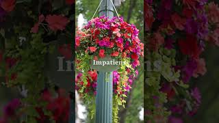 Best Plants for HANGING BASKETS [upl. by Retsim]