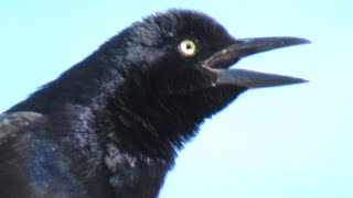 Common Grackle Call and Incredible Singing [upl. by Singband]