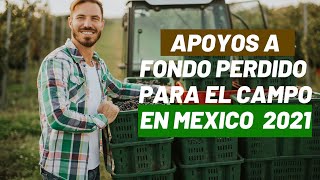 APOYOS A FONDO PERDIDO PARA EL CAMPO EN MEXICO 2021 [upl. by Nauqyaj206]