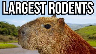 5 Of The Largest Rodents In The World [upl. by Ordnaxela]