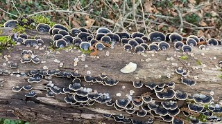 Trametes versicolor March 12 2023 [upl. by Niwdla902]