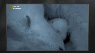 Survival of Arctic Giants  Built for the Kill  हिंदी  Full Episode  S4  E2  Nat Geo Wild [upl. by Joy376]