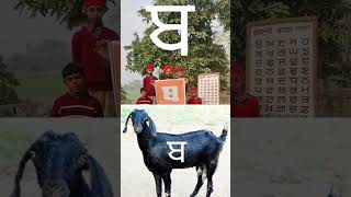 ਬ Punjabi Alphabet🐐goat [upl. by Aehsal203]