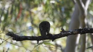 Lewins Honeyeater Hervey Bay Qld [upl. by Ikoek]